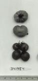 Click for 1 image(s) for this accession. FRUIT